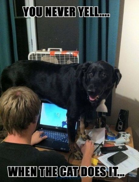 funny_picdump_337_640_15