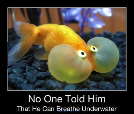 pics_day_awsmblssm00218