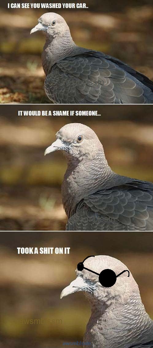 pics_day_awsmblssm00234