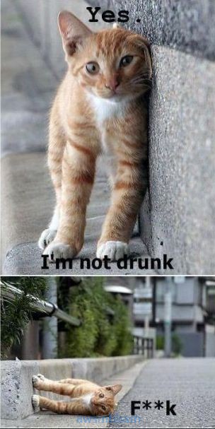 pics_day_awsmblssm00325