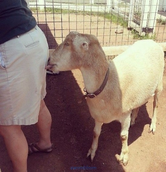 pics_day_awsmblssm00311