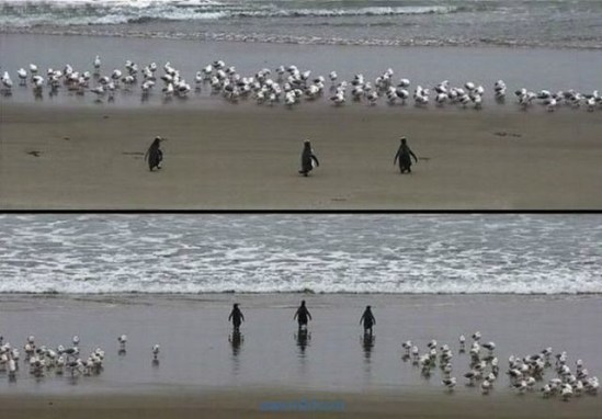 pics_day_awsmblssm00354