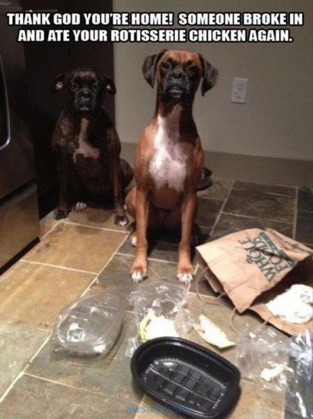 pics_day_awsmblssm00355