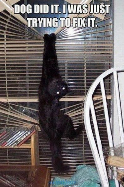 pics_day_awsmblssm00394