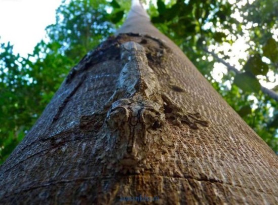 pics_day_awsmblssm00411