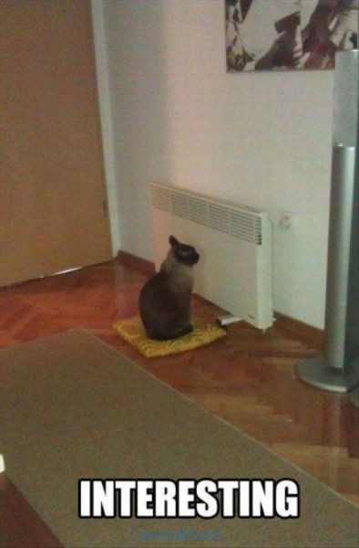 pics_day_awsmblssm00475