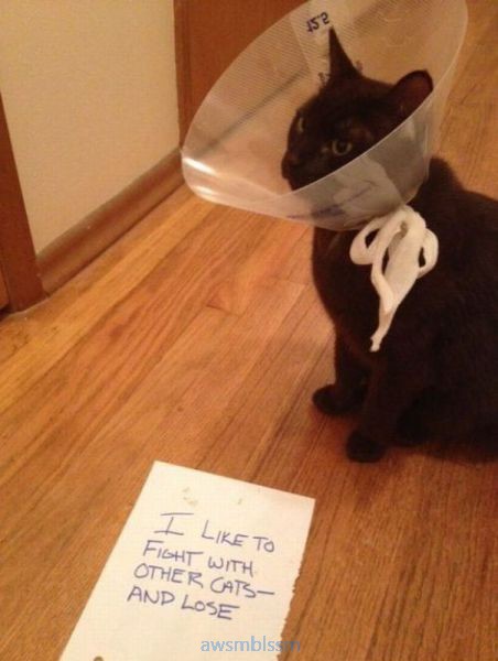 pics_day_awsmblssm00596