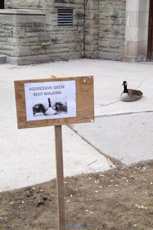 pics_day_awsmblssm00640