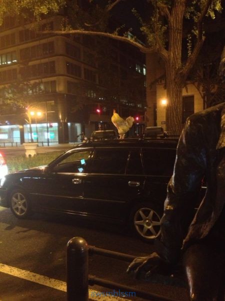 pics_day_awsmblssm00661