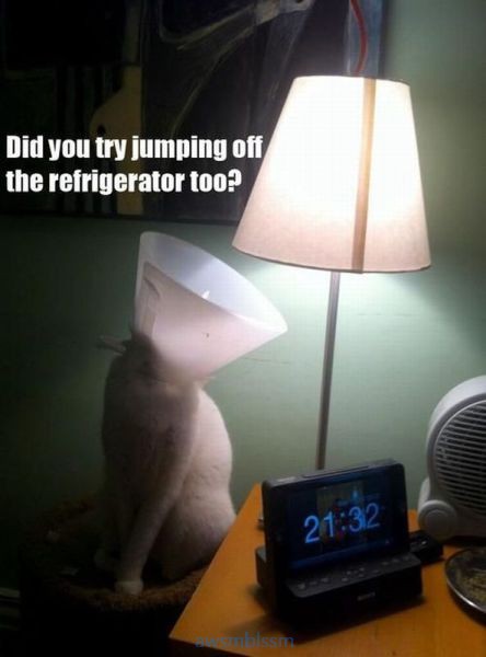 pics_day_awsmblssm00810