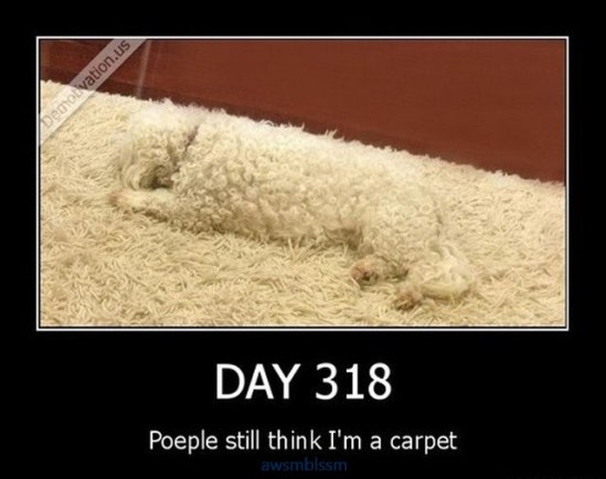 pics_day_awsmblssm00833