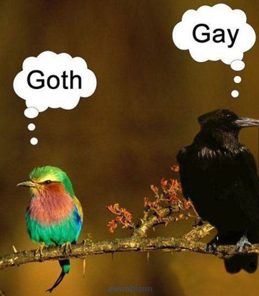 pics_day_awsmblssm00857